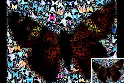 Scene - Butterflies - 2011-09-25-20h36m21s